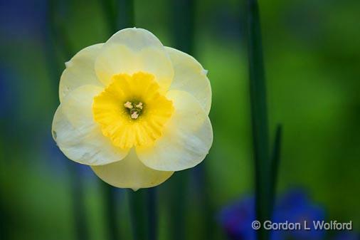 Yellow Flower_53734.jpg - Photographed near Carleton Place, Ontario, Canada.